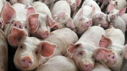 Il progetto: un maxi allevamento di maiali proprio sul Po