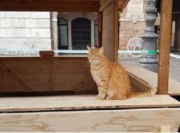 Il gatto Rossini ha dato l'ok: le casette sono pronte