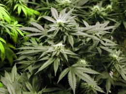 Aveva 20 piante di marijuana dietro nel giardino dietro casa