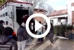 Il ritorno dei cavalli: un video splendido e toccante