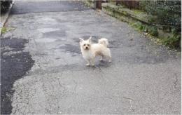 Qualcuno conosce il proprietario? Gira da giorni spaventato in centro