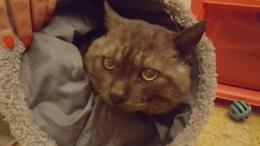 Morto il gatto seviziato dai ladri