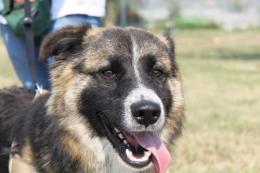 Recinzione e museruola, e insegnate il bon ton ai cani