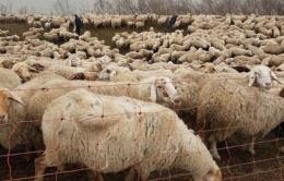 La transumanza: una tradizione divenuta un rito