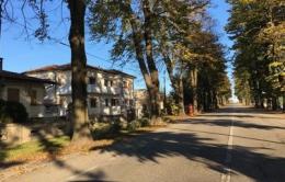 Completate le potature degli alberi in via Roma