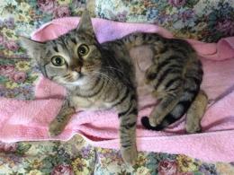 Vicky la micia abbandonata, trova casa