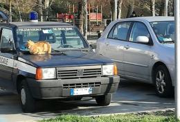 Gatto Rossini, pisolino sull'auto della municipale