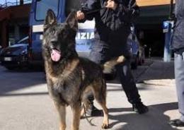 Controlli in due scuole rodigine con i cani antidroga