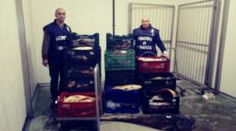 Pesce non tracciato, la gdf ne sequestra 661 chili