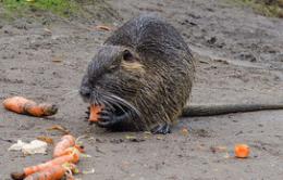 Il Comune ha dichiarato guerra alle nutrie