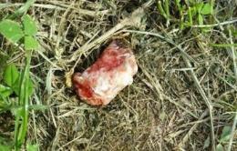 Avvelena e uccide un cane: si cerca il colpevole