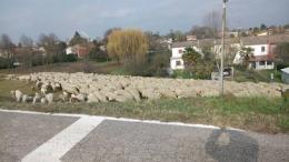 Transumanza sul fiume Po