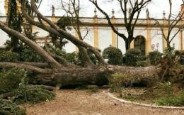 Paura in centro: crolla albero in piazza Merlin