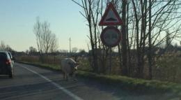 C'è un maiale  al galoppo sulla Regionale