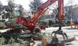 Lavori in corso per rimuovere l'albero caduto