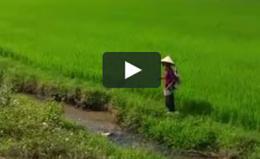 Le risaie del Vietnam, dai nostri amici Free Bikers foto e video dal sapore antico