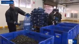 Le vongole veraci sbarcano in tv