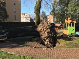 Pioppo cade vicino all'asilo nido, tragedia sfiorata