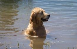 Cani in canale, vigili del fuoco a Fratta per salvarli
