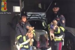 Cuccioli stipati nel bagagliaio, li salva la polstrada