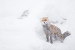 Marco, fotografo della natura