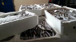 Pesca grossa in Polesine <br/> sequestrate 321 tonnellate di pesce