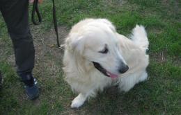 Alla fiera del cagnolino<br/>banditi i cani "ritoccati"
