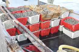 Contrasto alla pesca abusiva <br/> sequestrati 240 kg di vongole veraci