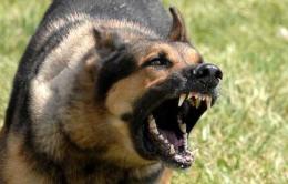Insegnante col cagnolino assalita da un Pastore tedesco