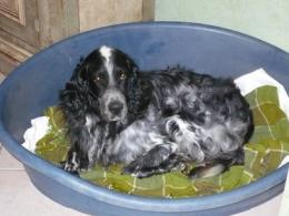 Storie di poveri cani maltrattati  <br/> i due destini di Raul e Zecco