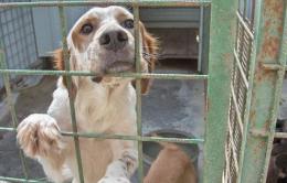 Gettato dall'auto e poi soppresso <br/> a processo per aver ucciso il suo cane