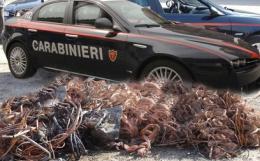 Furti di rame, la grande retata <br/> carabinieri in azione in Alto Polesine