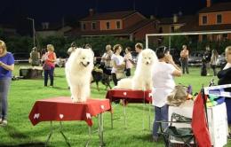 Quattro zampe, passione infinita <br/> che successo la mostra cinofila 
