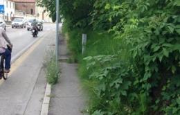 Marciapiede inghiottito dalle erbacce <br/> degrado in viale Oroboni