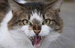 Dà da mangiare ai gatti: le tira addosso un bidone dell'immondizia