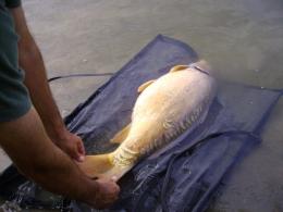 Carpfishing contro i professionisti <br/> "Hanno svuotato i fiumi"