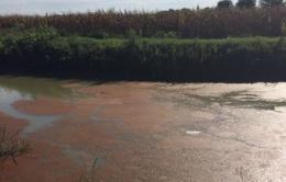 Acqua rosso sangue <br/> nel Cavo Bentivoglio