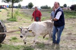 Vitellino in giro lungo la strada <br/> dopo essere scappato dalla stalla