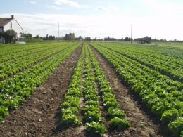 Lusia protagonista al Macfrut <br/>vetrina per l'orticoltura polesana