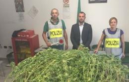 "Paron a casa mia", patteggia <br/> il 43enne che coltivava marijuana