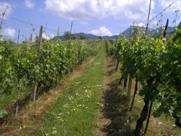 Ladre di uva e ortaggi nei campi