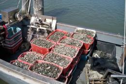 Sorpresi due pescatori abusivi<br/>sequestrati due quintali di vongole