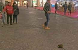 Una nutria a spasso<br/> in piazza Vittorio Emanuele