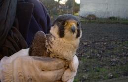 Un falco pellegrino salvato <br/> dai volontari della Lipu