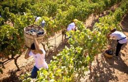 Vigneti da riconvertire <br/> ecco i fondi regionali