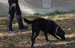 Il carcere ospita un cane <br/> è quello della direttrice