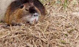 Lanciano una nutria morta contro il sindaco