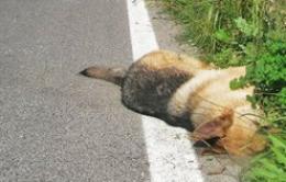 Cane abbandonato muore in strada <br/> a pagare è tutta la comunità