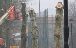 "Tagliati gli alberi morti" <br/> la spiegazione di Sacchetto