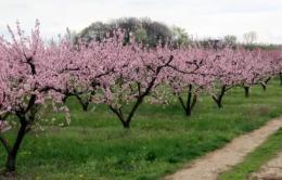 Temperature alte, agricoltura in crisi <br/> Coldiretti: "Temiamo disastro economico"